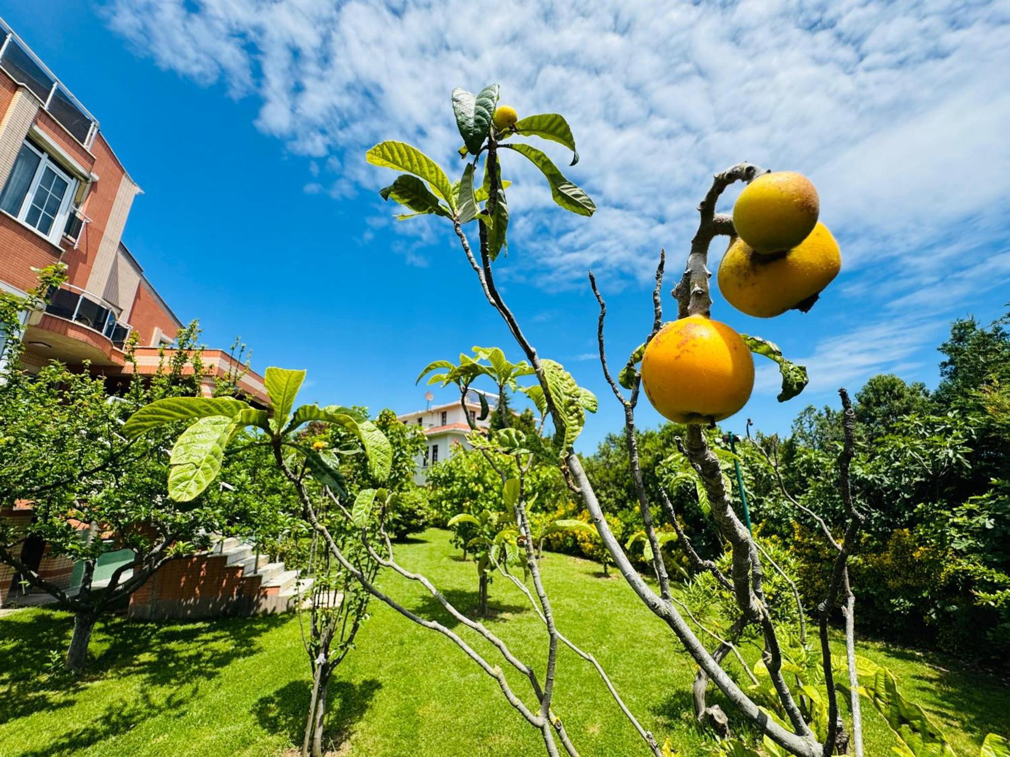 Treekos Suite Hotel Arnavutkoy Eksteriør bilde